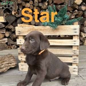 Star, Chocolate Labrador Retriever Puppy